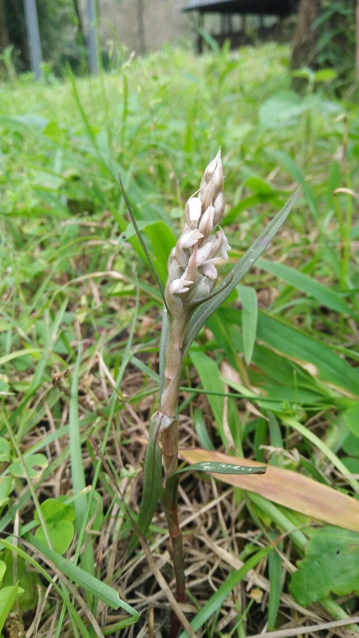 Image of Lawn orchid