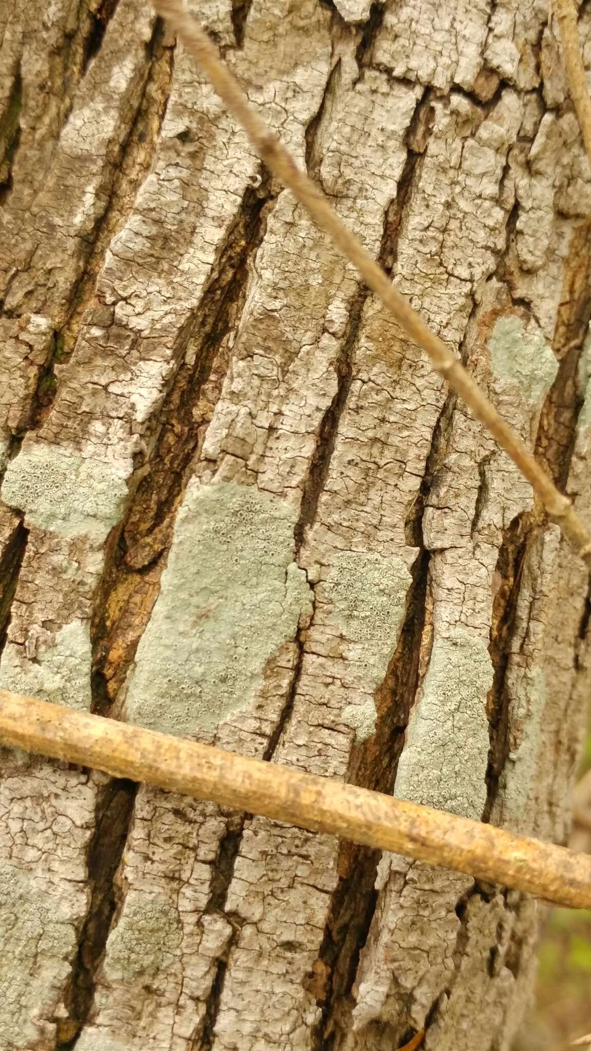 Imagem de Lecanora argentata (Ach.) Malme