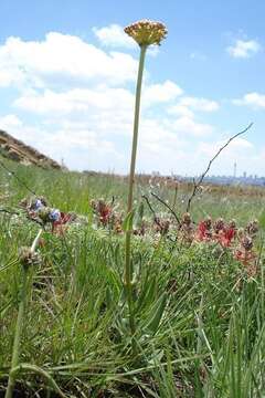 Image of Asclepias fallax (Schltr.) Schltr.