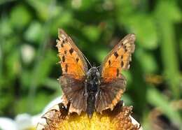 <i>Lycaena phlaeas daimio</i> resmi