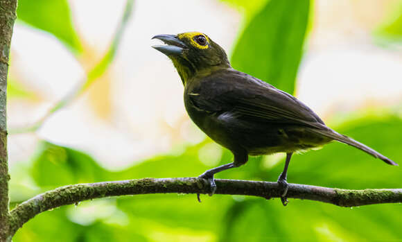 Imagem de Chlorothraupis olivacea (Cassin 1860)