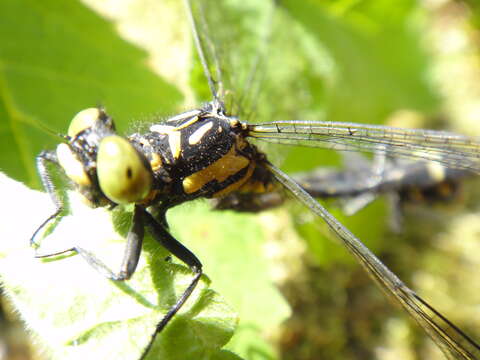 Image of Lanthus fujiacus (Fraser 1936)