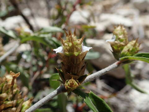 Imagem de Neuracanthus umbraticus S. Bidgood & R. K. Brummitt