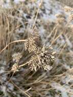 Achillea santolinoides subsp. wilhelmsii (K. Koch) Greuter的圖片