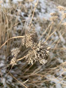 Слика од Achillea santolinoides Lag.