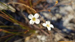 Image of Mitrasacme polymorpha R. Br.