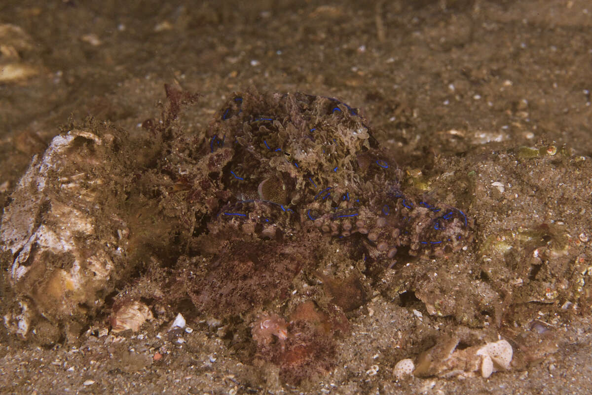 Image of Blue-lined octopus