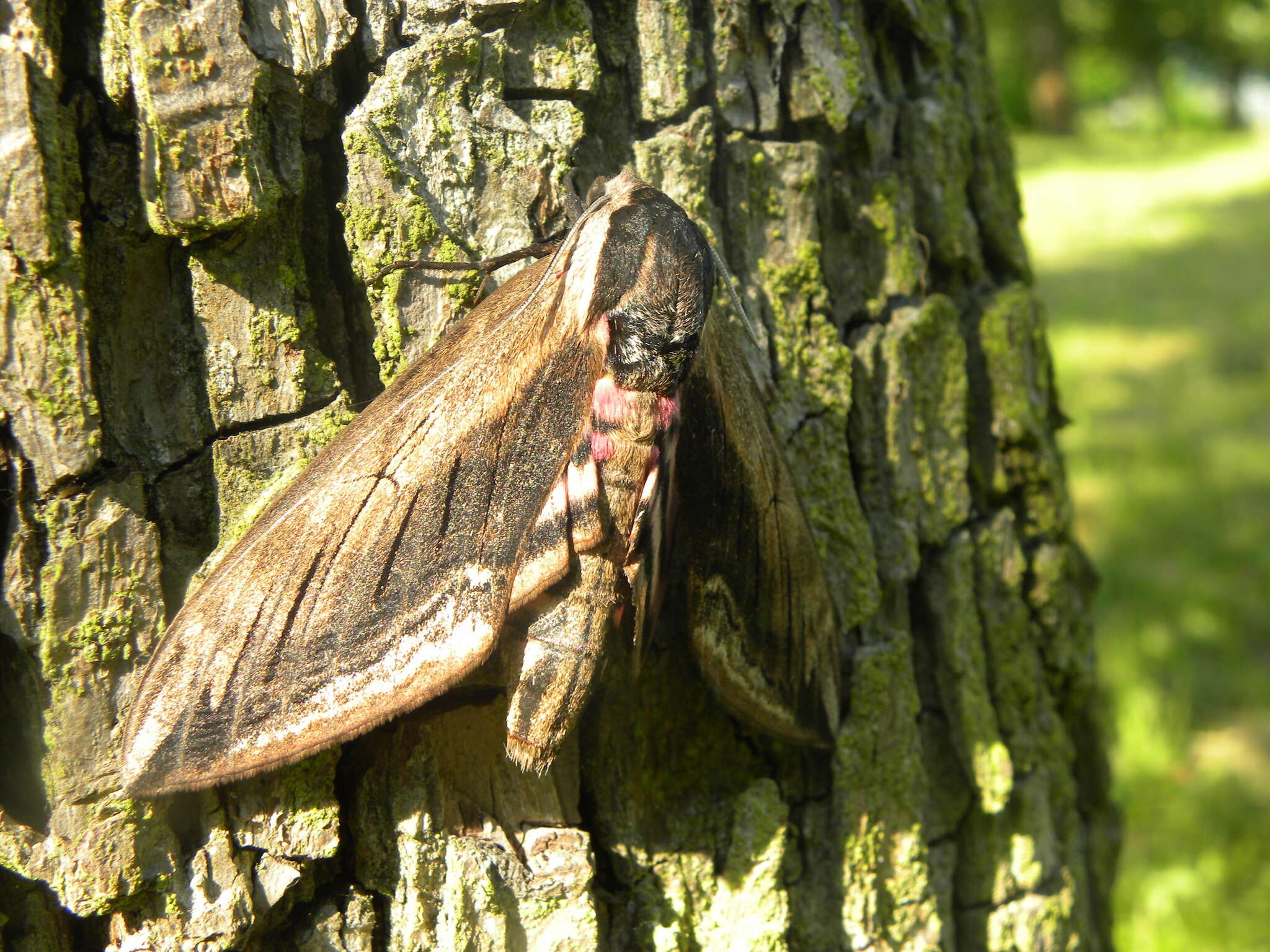 Image of privet hawk-moth