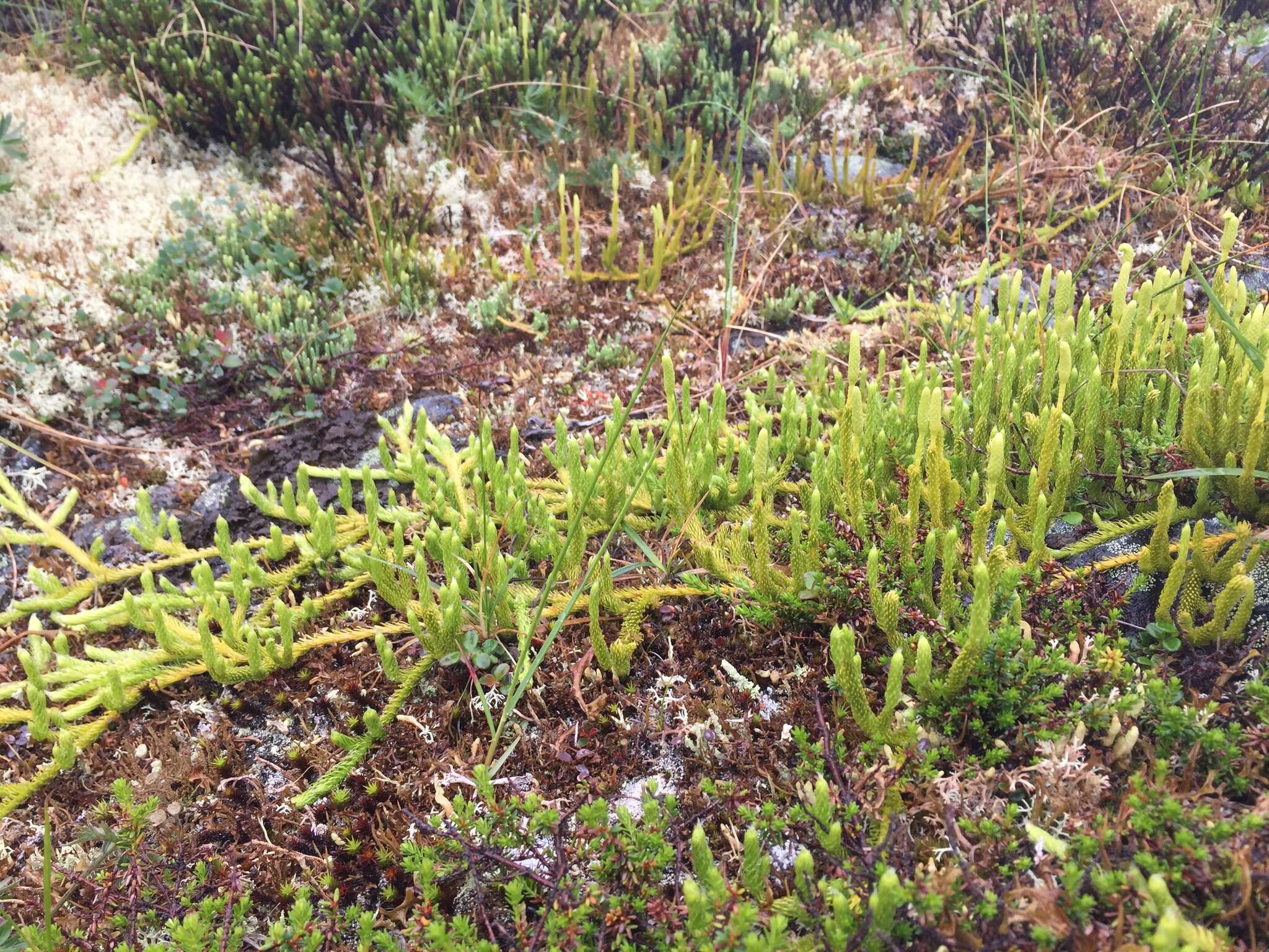 Image of one-cone clubmoss