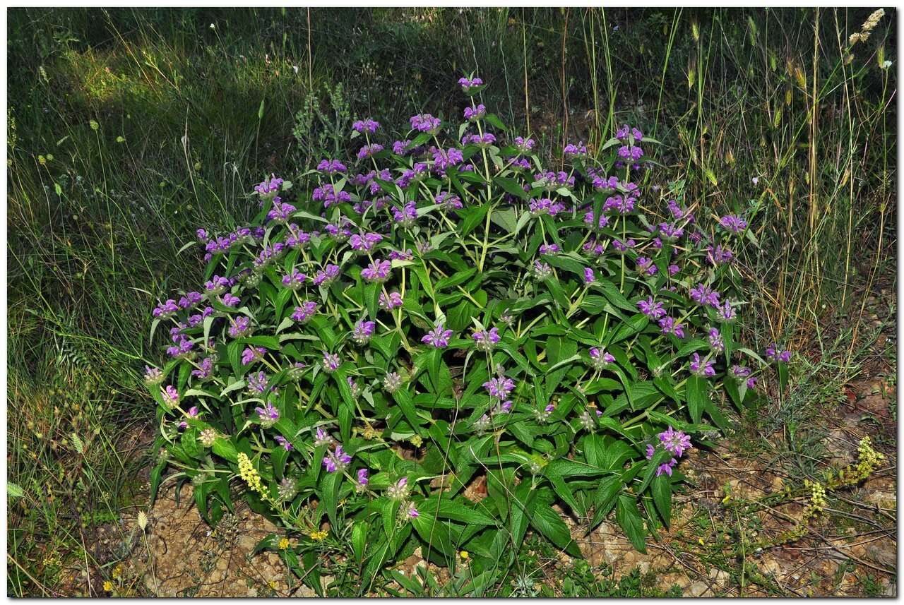 Image of Phlomis herba-venti L.