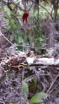 Image of Bulbophyllum lichenophylax Schltr.