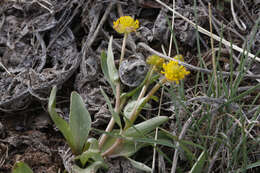 Image of plantainleaf buttercup