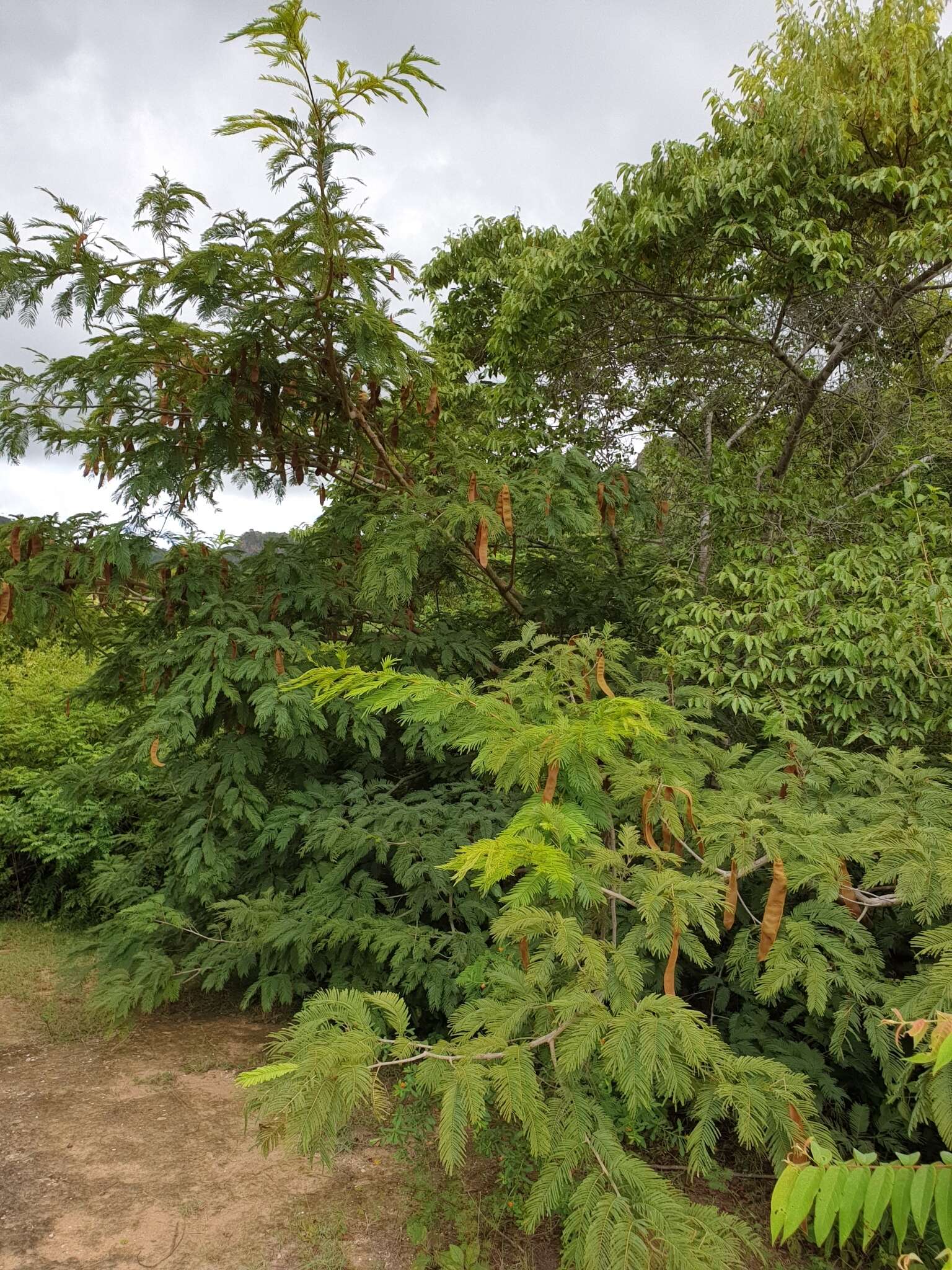 Image of Albizia polyphylla E. Fourn.