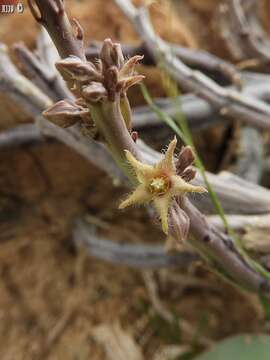 Image de Caudanthera sinaica