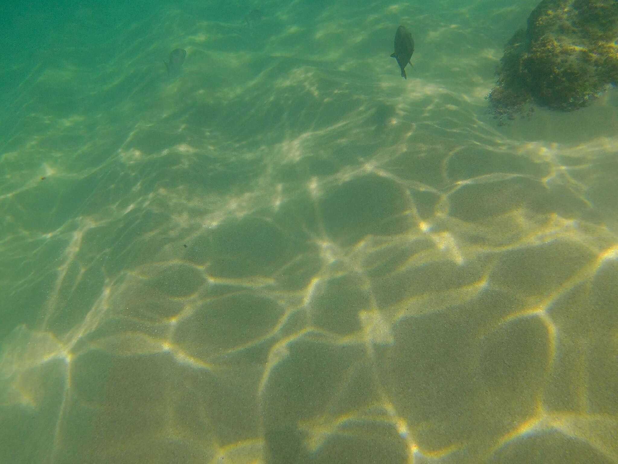 Image of Bumphead damselfish