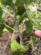 Image of Adenia hastata (Harv.) Schinz