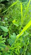 Image de Aristolochia pallida Willd.