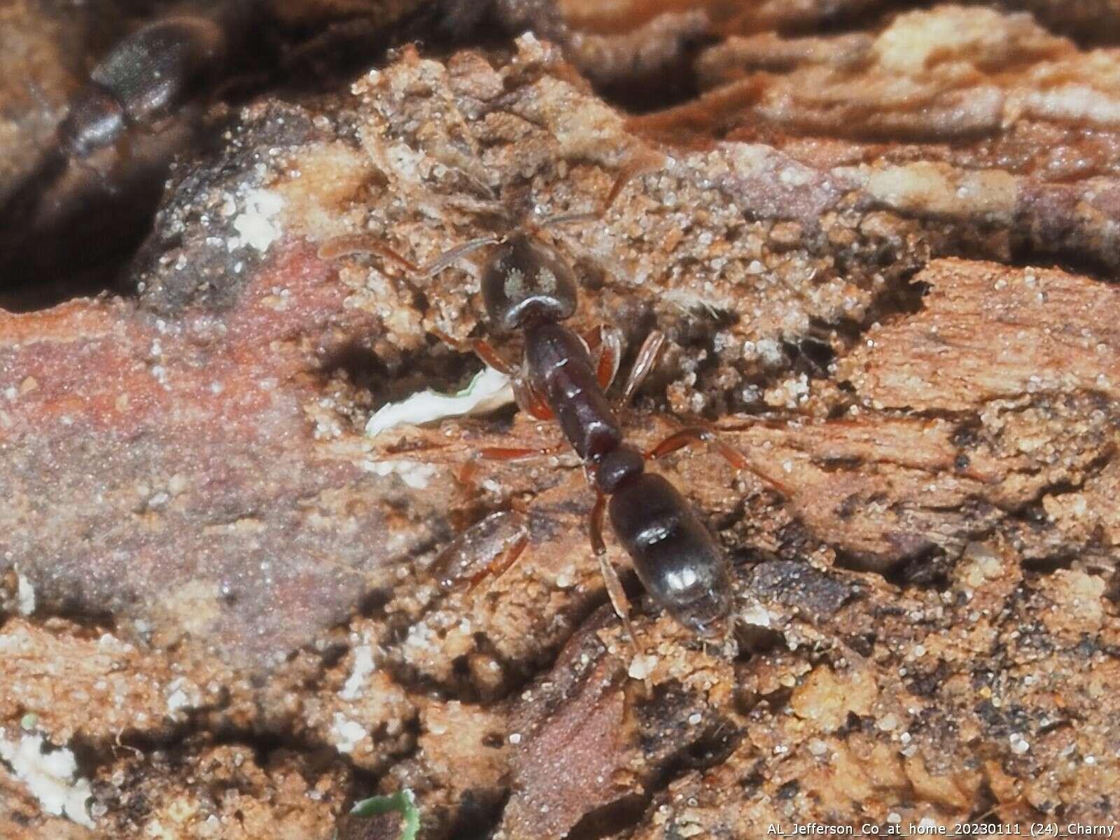 Image of Ant