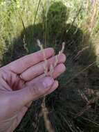 Image of Volga fescue