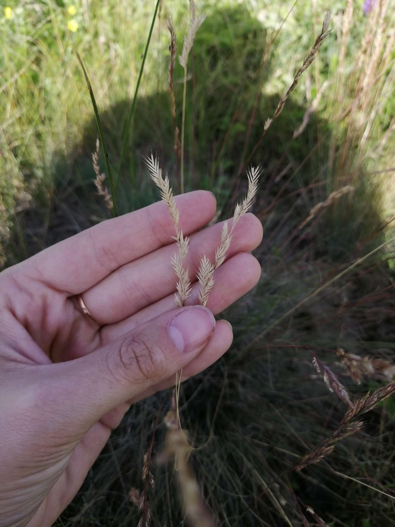 Image of Volga fescue