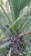 Image of Puerto Rico palmetto