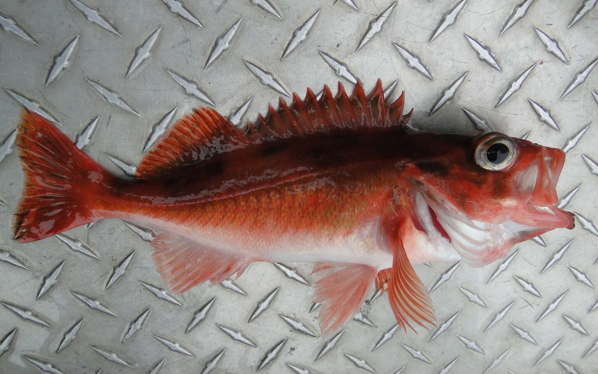 Image of Pacific ocean perch