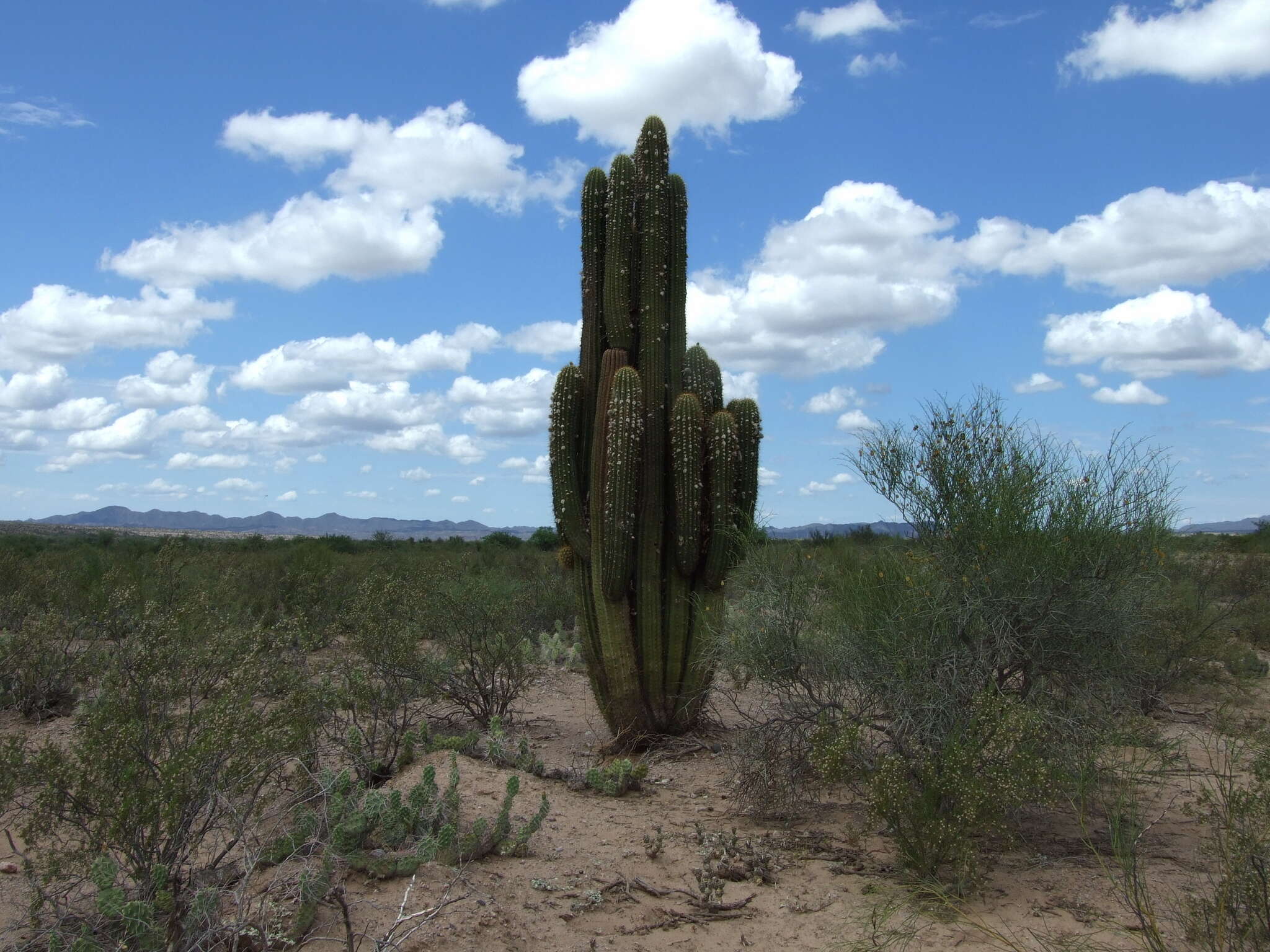 Image de Echinopsis terscheckii (J. Parm. ex Pfeiff.) H. Friedrich & G. D. Rowley