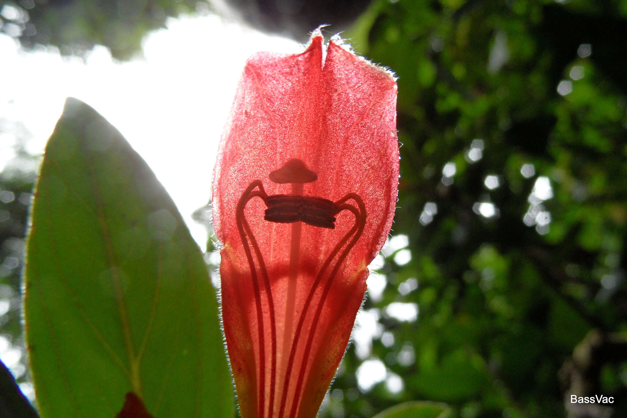 Image of Columnea lepidocaula Hanst.