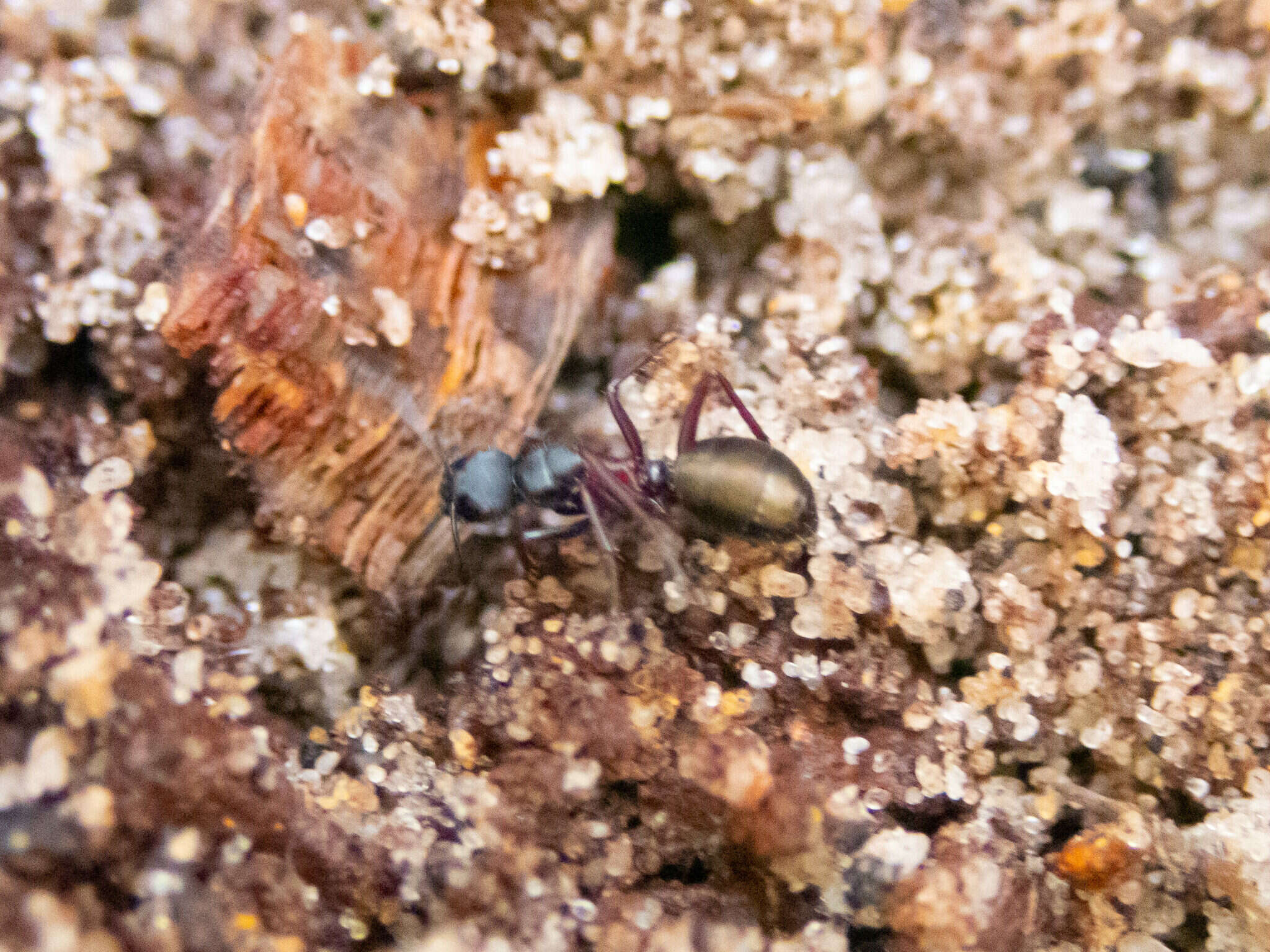 Image of Camponotus chalceus Crawley 1915