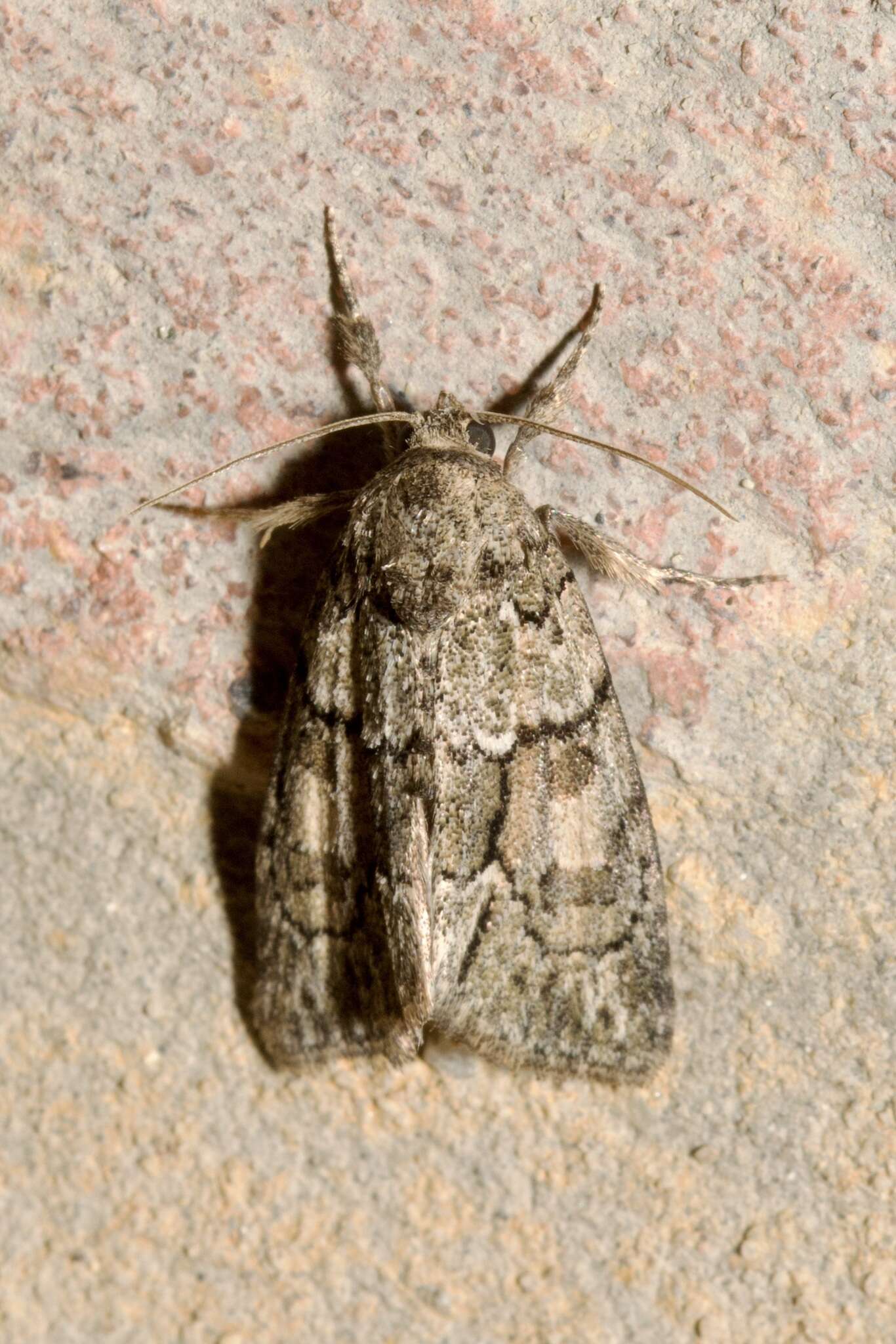 Image of Cryphia (Cryphia) fraudatricula (Hübner)