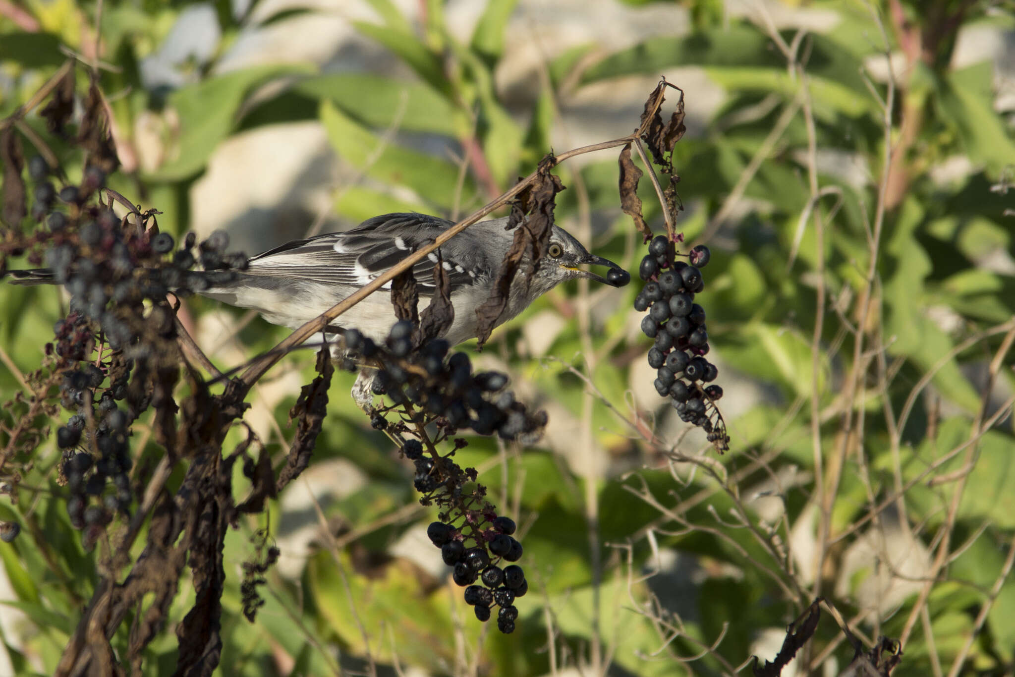 Image of Northern Mockingbird