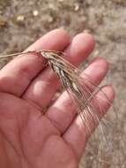 Image of Hordeum vulgare subsp. vulgare