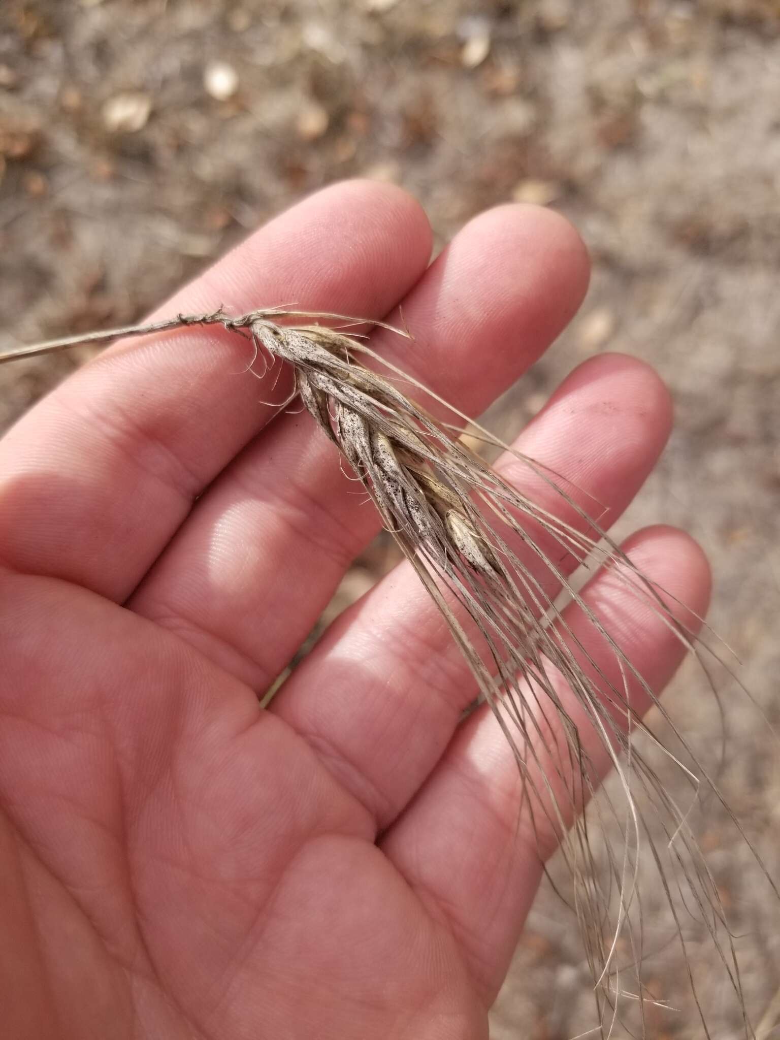 Image of Hordeum vulgare subsp. vulgare