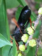 Image of Katydid Wasp