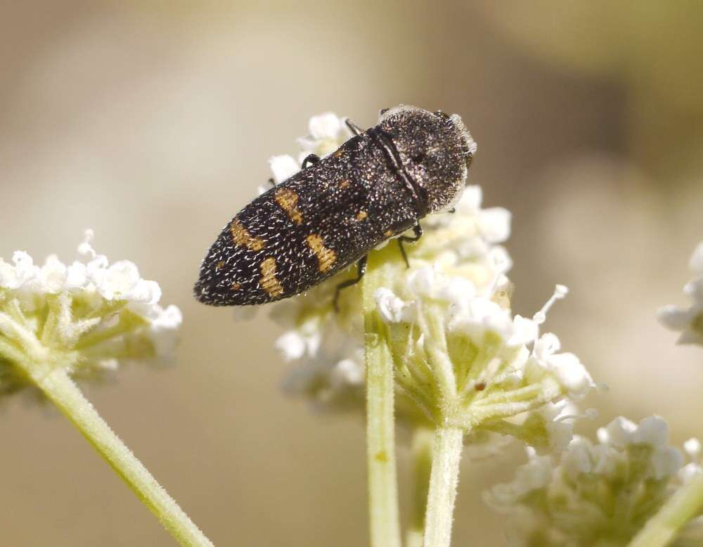 Image of Acmaeoderella flavofasciata (Piller & Mitterpacher 1783)