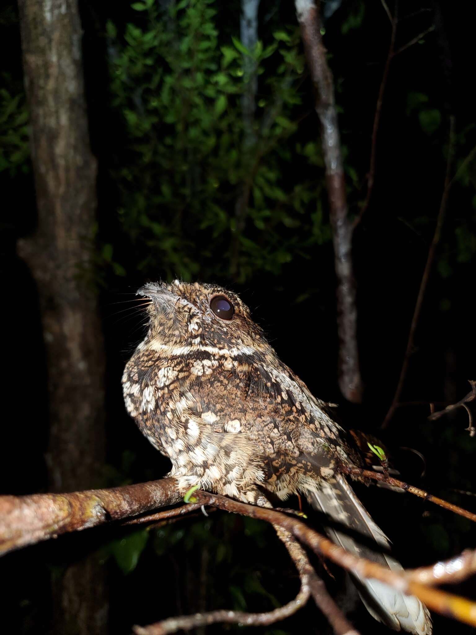 Image of Puerto Rican Nightjar