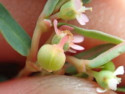 Image of Euphorbia potentilloides Boiss.