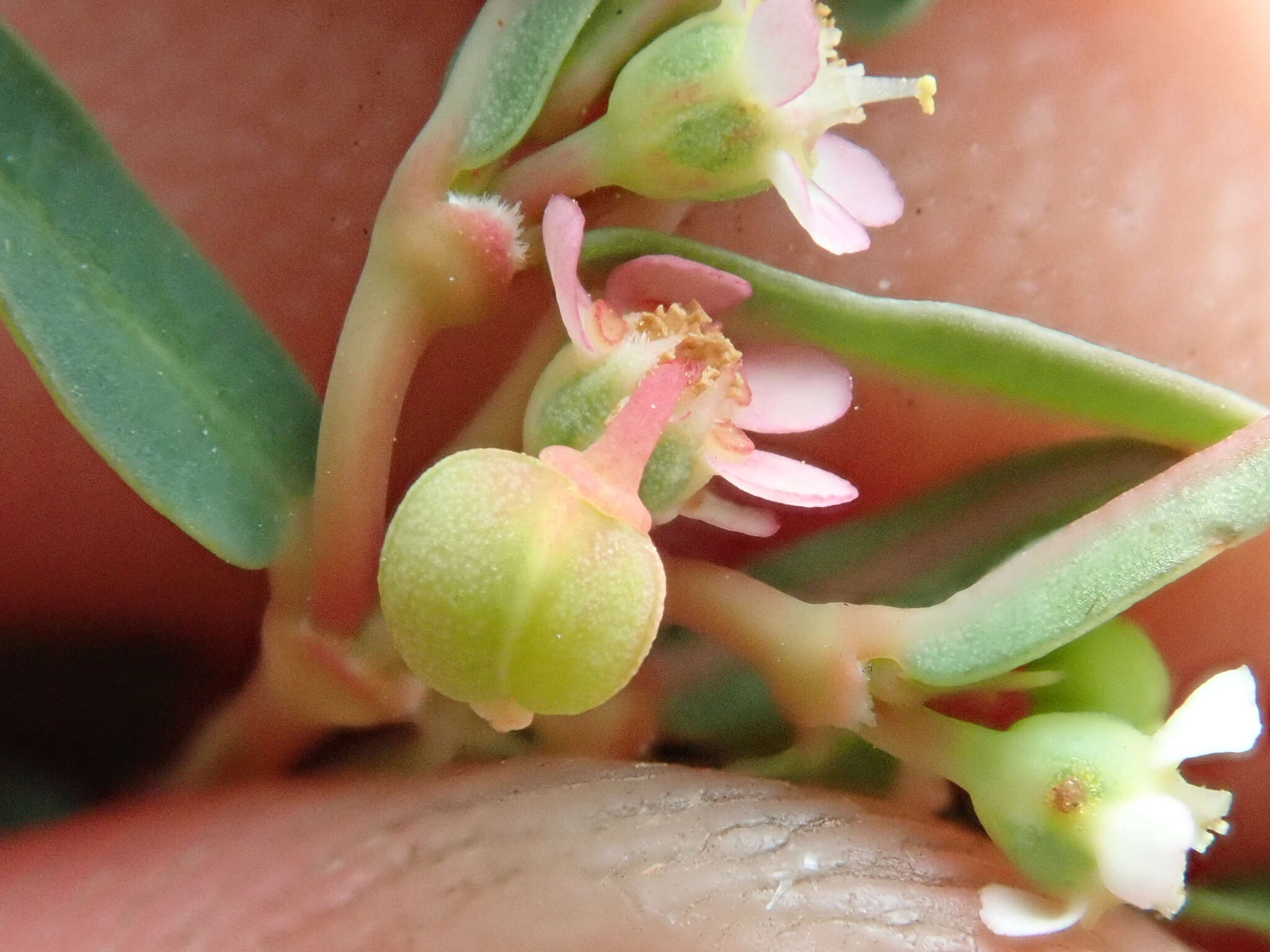 Image of Euphorbia potentilloides Boiss.