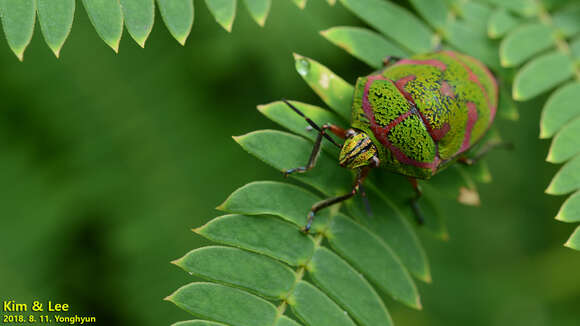 Image de <i>Poecilocoris lewisi</i>