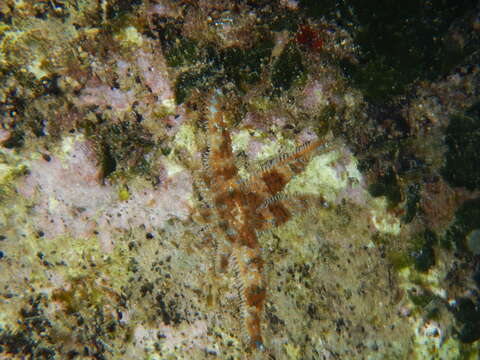 Image of white starfish