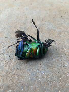 Image of Dicronorhina derbyana derbyana Westwood 1842