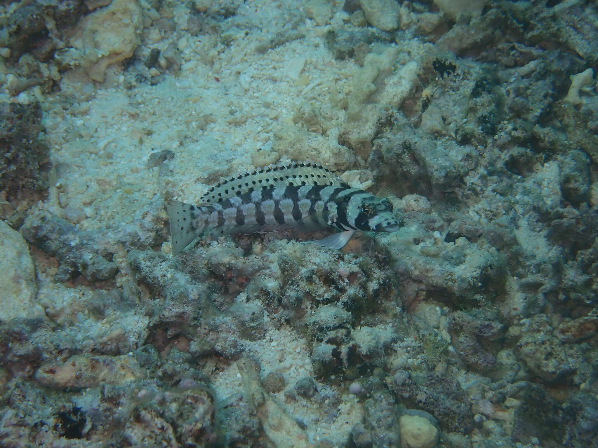 Image of Reticulated sandperch