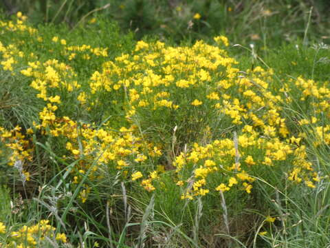 صورة Genista radiata (L.) Scop.