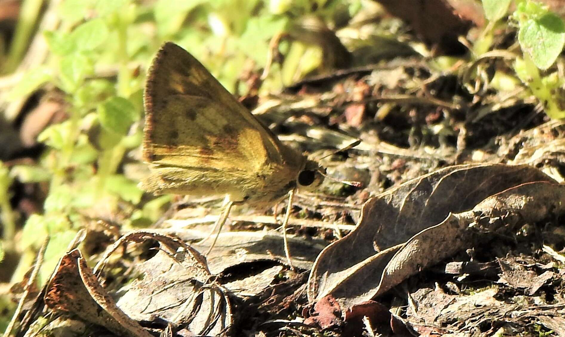 Image of Polites vibex catilina Plötz 1886