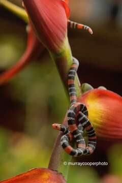 صورة Micrurus ancoralis ancoralis (Jan ex Jan & Sordelli 1872)