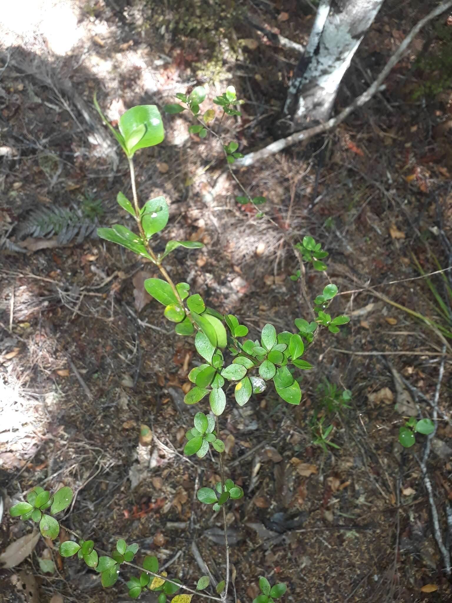 Image of Coprosma neglecta Cheeseman