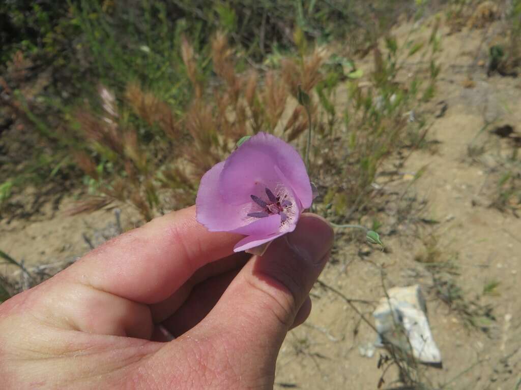 Image of splendid mariposa lily