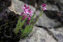 Слика од Polygala rhinostigma Chod.