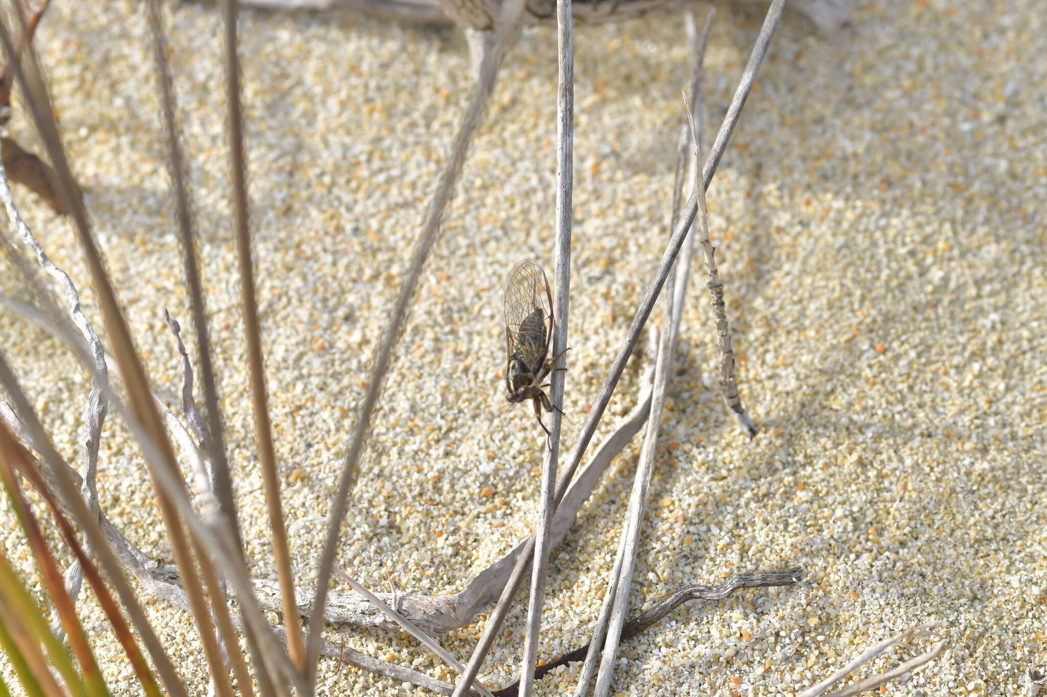 Image of Chatham Island cicada