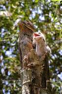 Image of Common Potoo